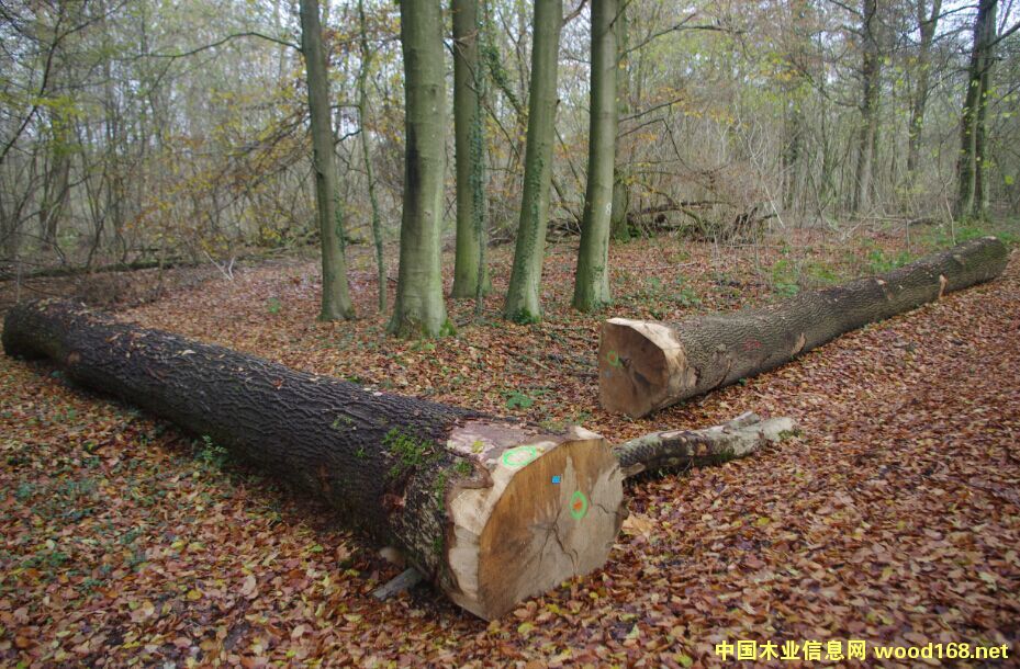 �W�ް�Ϟԭľ����