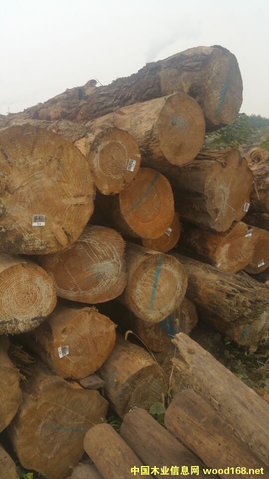 �����mݗ����ԭľ