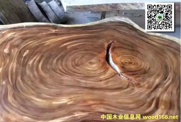 雨樹,拉丁文名Samanea Saman,又叫Rain trees,是南美原生木種。