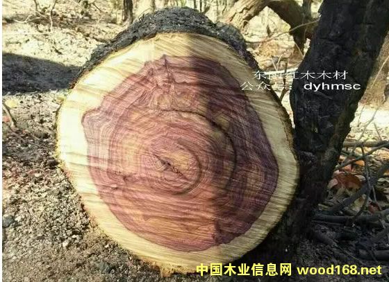 ���S̴(�������S���桢�������S����)ԭľ