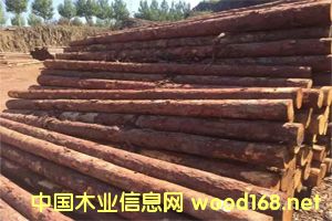 ���~�ə_�l����ľ���ӹ���