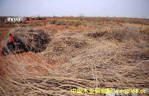 ������˹ɳ���ؽMľ��ɳ��ľ�Ͳġ��ٻ����γ�Ҏģ���a�I