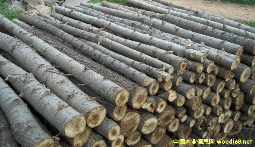 2017��ɽ�|��ľԭľ�������