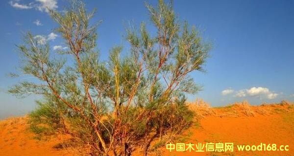 ������˹�̺�ľ�I(y��)��a(ch��n)10�f�����ͭh(hu��n)����(ji��)�������|(zh��)�w��ȼ���Ŀ��