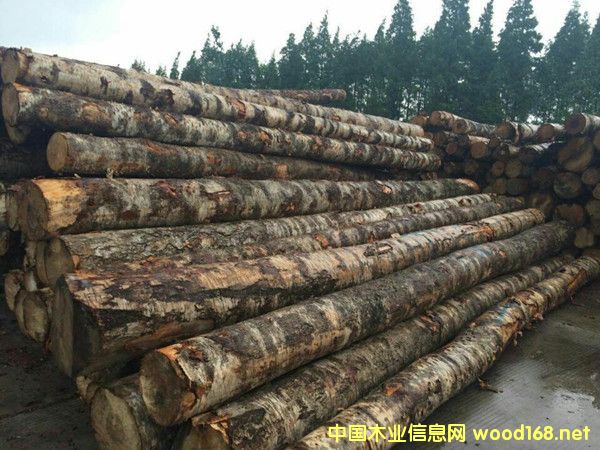 �����M�ڶ��_˹��ľԭľ