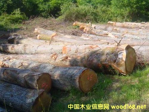 �����M(j��n)�ڰ���ԭľ