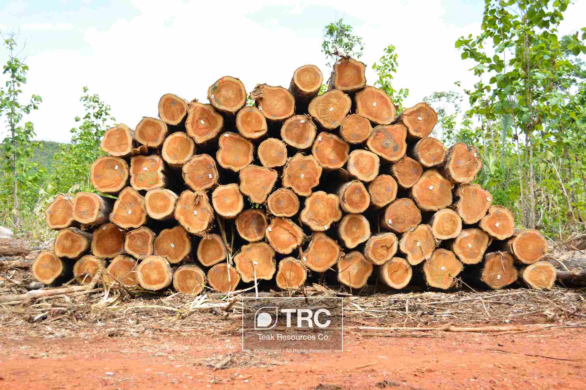 FSC ��ľƤ�ȼ� ��ľԭľ Veneer Teak log