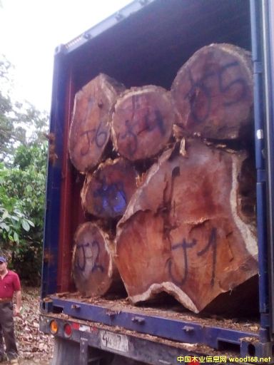 [��] �����M����˼ľACACIA����ľ����Ϛgľ