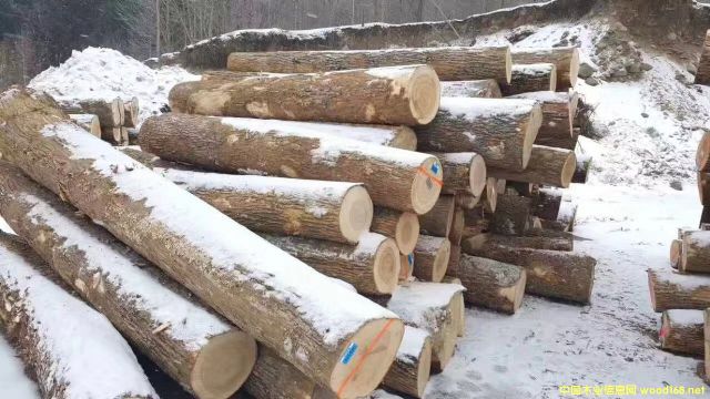 ��Ϟԭľ��Ԕ����B