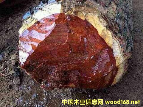 Ѫ̴���������ı���؟���Ƿ������Ї�ľ���Q���̪��ԳГ���