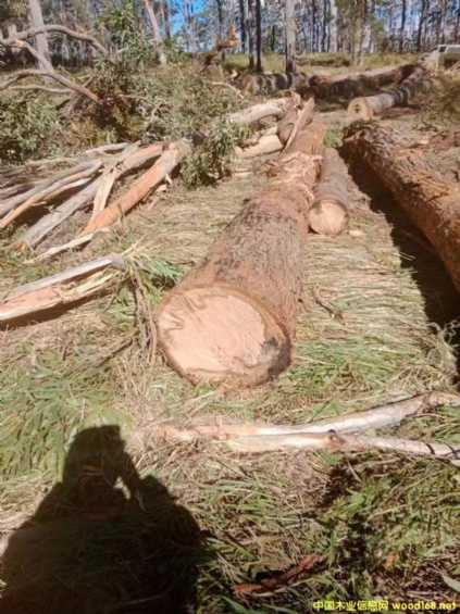 ���޼t���Ԕ����B