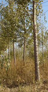 �����S�a���Ŀ��Ԕ����B