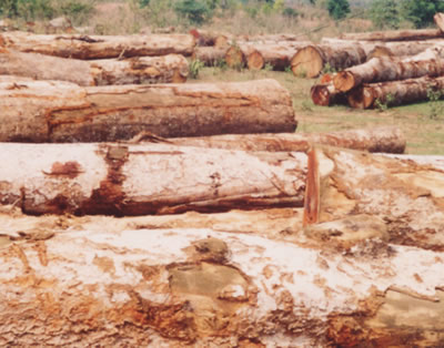 ���鼰̩����ľ,���黨��ľ,����ľ�Ȗ|�ρ�ľ�ĵ�Ԕ����B